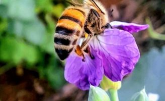 As plantas recomendadas para dar mais alimento as abelhas no campo