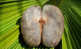 Curiosidades sobre a lenda do Jardim do Éden e o Coco de Mer