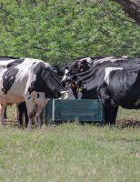 Pecuária Leiteira ganha em produção e sustentabilidade com uso da Nutrição de precisão