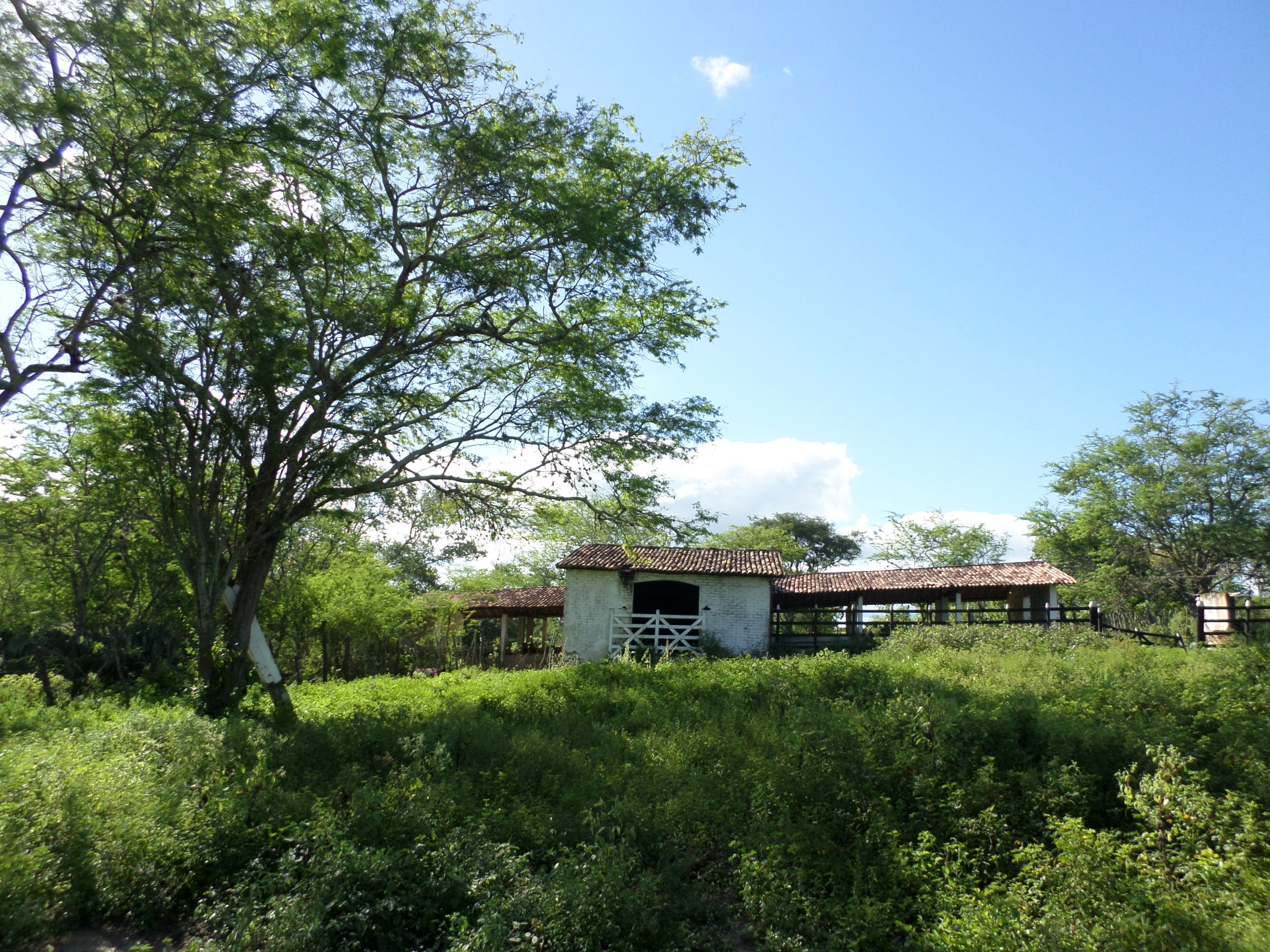 Curais do Haras Camuana