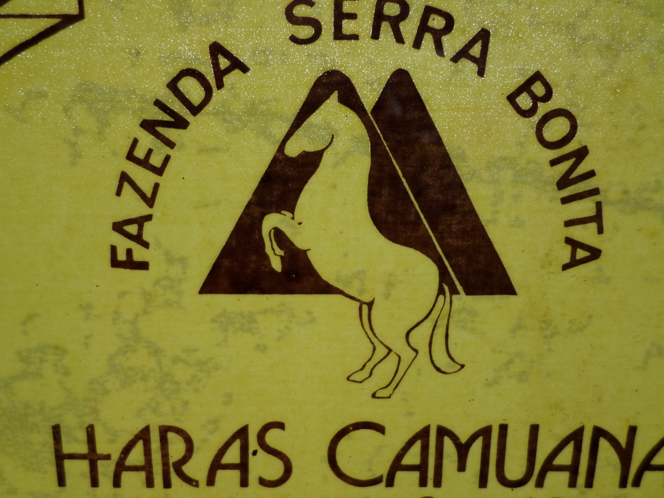 Haras Camuana – O cavalo Paint Horse
