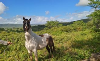 Um dos garanhões do Haras Camuana