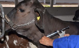Termina amanhã o prazo para comprar vacina contra a aftosa