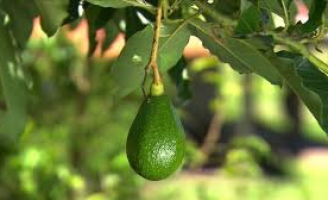 A importância do abacate na produção de frutas no Brasil