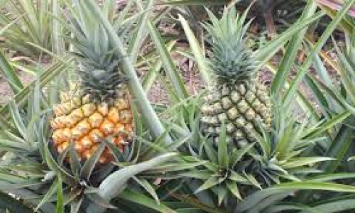<h2><a href="https://nordesterural.com.br/as-melhores-terras-para-plantar-abacaxi-em-pernambuco/">As melhores terras para plantar abacaxi em Pernambuco</a></h2>Os munic&iacute;pios mais recomendados para o plantio do abacaxi no estado de Pernambuco ficam na regi&atilde;o do agreste. S&atilde;o eles, os munic&iacute;pios de Pombos, Gloria do Goit&aacute;, Gravat&aacute;, Riacho das