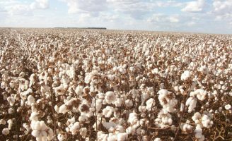 O Ceará começa a recuperar a produção de algodão com ajuda da Ciência