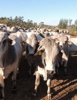 Embrapa divulga estudo inédito sobre tendências para a cadeia de carne bovina