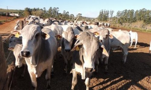 <h2><a href="https://nordesterural.com.br/embrapa-divulga-estudo-inedito-sobre-tendencias-para-a-cadeia-de-carne-bovina/">Embrapa divulga estudo in&eacute;dito sobre tend&ecirc;ncias para a cadeia de carne bovina</a></h2>Um dos pilares do agroneg&oacute;cio brasileiro, a cadeia da pecu&aacute;ria de corte movimentou o correspondente a 8,7% do PIB do pa&iacute;s em 2018, totalizando R$ 597,22 bilh&otilde;es. Para os pr&oacute;ximos