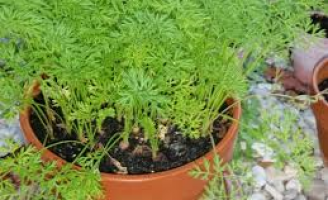 Agrônomo ensina como plantar e colher cenoura fresquinha em sua casa