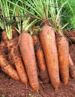 Lançada para o mercado produtor uma semente de cenoura própria para o cultivo orgânico
