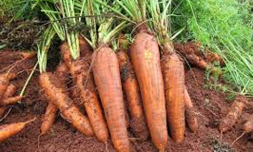 <h2><a href="https://nordesterural.com.br/lancada-para-o-mercado-produtor-uma-semente-de-cenoura-propria-para-o-cultivo-organico/">Lan&ccedil;ada para o mercado produtor uma semente de cenoura pr&oacute;pria para o cultivo org&acirc;nico</a></h2>A primeira cultivar de cenoura do mercado nacional desenvolvida e recomendada para o sistema org&acirc;nico de produ&ccedil;&atilde;o, a cenoura BRS Parano&aacute;, foi lan&ccedil;ada na edi&ccedil;&atilde;o desse ano da AgroBras&iacute;lia, que