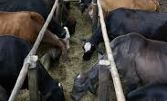 A importância da suplementação alimentar para os animais
