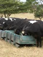 Manejo nutricional de vacas leiteiras melhora produção na fazenda e o meio ambiente