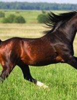 A tropa equina no mundo e o bom desempenho do cavalo relacionado ao seu bem-estar