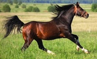A tropa equina no mundo e o bom desempenho do cavalo relacionado ao seu bem-estar