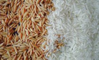 Uma semente de arroz própria para plantar em áreas de sequeiro