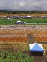Cariri cearense vai ganhar um projeto para fortalecimento da cadeia da macaúba