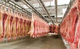 Crescem as vendas de carne suína brasileira para o exterior