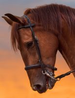 Cuidados com as feridas em cavalos para evitar outras doenças