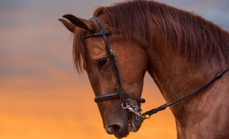 Cuidados com as feridas em cavalos para evitar outras doenças