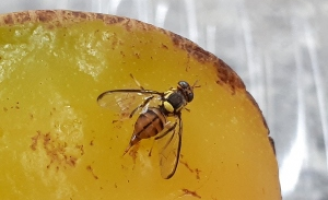 Risco de contaminação de novas áreas com a praga que ataca as plantações de carambola