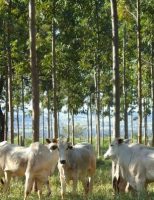 Mais tecnologia ajuda melhorar a sustentabilidade na produção e criação de animais no Brasil