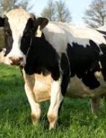 Bom desempenho na produção de leite passa pelos cuidados com o controle de vermes nas vacas