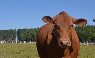 Cientistas brasileiros preparam tecnologias para produção de carne bovina sem ampliar as áreas de pastagem