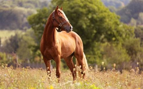 Cavalo que bate as mãos no chão.  Cavalo que bate as mãos no chão