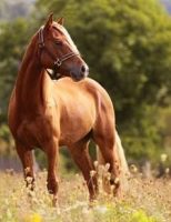 O criador pode identificar os problemas dos cavalos pelo comportamento deles