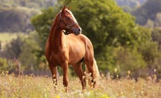 O criador pode identificar os problemas dos cavalos pelo comportamento deles