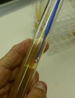 Cientistas isolam leveduras especiais que serão usadas para a produção de vinhos exclusivos em cada região