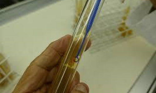 <h2><a href="https://nordesterural.com.br/cientistas-isolam-leveduras-especiais-que-seriam-usadas-para-a-producao-de-vinhos-exclusivos-em-cada-regiao/">Cientistas isolam leveduras especiais que ser&atilde;o usadas para a produ&ccedil;&atilde;o de vinhos exclusivos em cada regi&atilde;o</a></h2>A ideia &eacute; valorizar os territ&oacute;rios do vinho. Para isso, as atividades envolvem coleta, isolamento, caracteriza&ccedil;&atilde;o, identifica&ccedil;&atilde;o e estudo detalhado de cada uma das leveduras isoladas de cada regi&atilde;o. &ldquo;Selecionamos