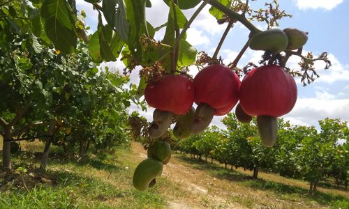 <h2><a href="https://nordesterural.com.br/a-producao-brasileira-de-caju/">A produ&ccedil;&atilde;o brasileira de caju</a></h2>O Brasil produziu, em 2019, 139.383 toneladas de caju. De acordo com o IBGE, mais de 90% dessa produ&ccedil;&atilde;o est&aacute; localizada em tr&ecirc;s estados: Cear&aacute;, Piau&iacute; e Rio Grande do