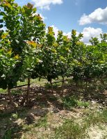 Reduzir o espaçamento no plantio do cajueiro-anão triplica a produtividade