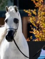 O criatório do Cavalo Árabe no Brasil se destaca internacionalmente