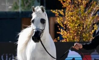 O criatório do Cavalo Árabe no Brasil se destaca internacionalmente