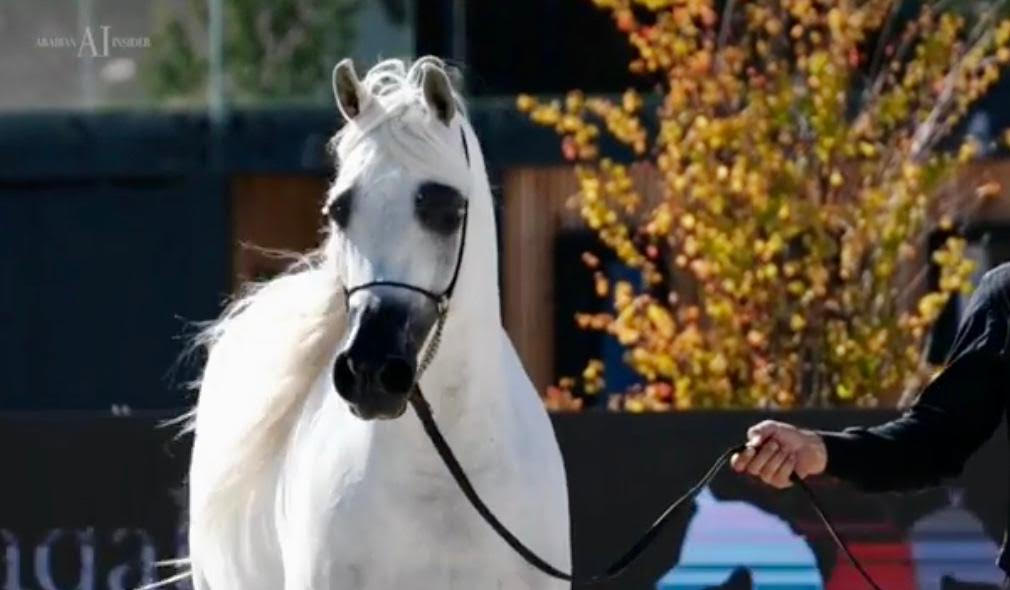 O criatório do Cavalo Árabe no Brasil se destaca internacionalmente