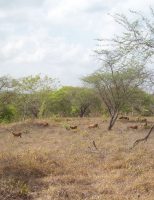 Tecnologias que vão ajudar a combater a desertificação no bioma Caatinga