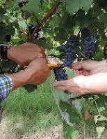 A importância das leveduras para o aroma, cor e sabor dos vinhos