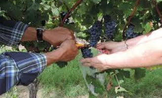 A importância das leveduras para o aroma, cor e sabor dos vinhos