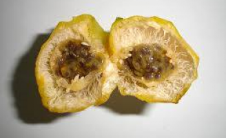 Uma fruta silvestre revela ação promissora para controlar tremores do mal de Parkinson
