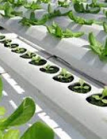 Saúde humana é favorecida com melhor nutrição para as plantas