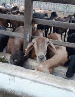 Ovinos alimentados corretamente emitem menos gases do efeito estufa no semiárido