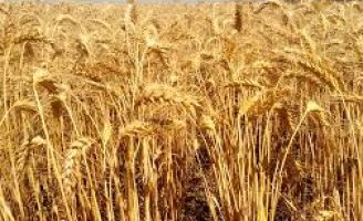 O Nordeste começa a plantar trigo e pela primeira vez a colheita é promissora