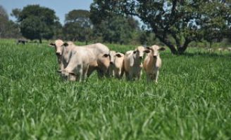 Novas sementes de forrageiras para engordar mais o boi no pasto