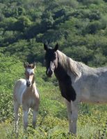 As causas de estereotipias ou comportamentos estranhos em cavalos