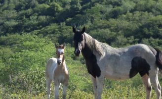 As causas de estereotipias ou comportamentos estranhos em cavalos