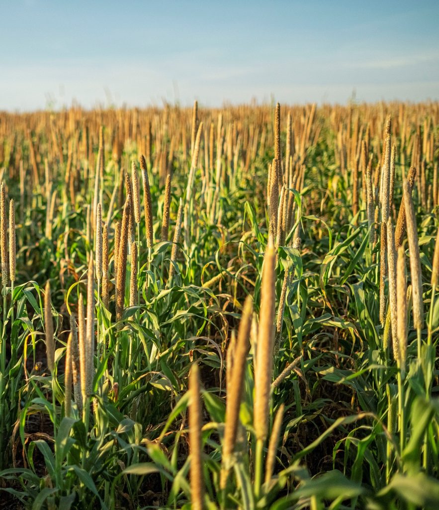 Agricultor brasileiro precisa descobrir a importância de produzir e consumir milheto