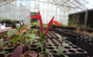 Plantas que podem despoluir o solo contaminado por níquel
